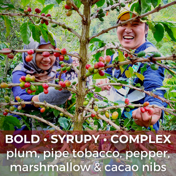 Sumatra Aceh Permata Gayo Mandheling